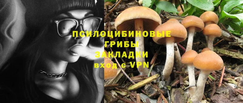 Галлюциногенные грибы Cubensis  Кимры 