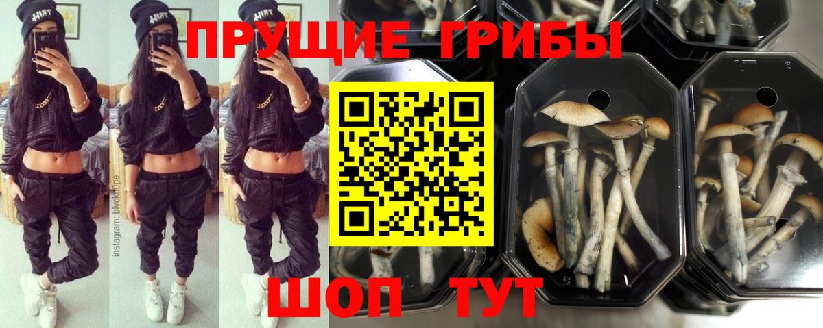 закладки  Галлюциногенные грибы Psilocybine cubensis  Вход с VPN  Кимры  Галлюциногенные грибы Psilocybe 